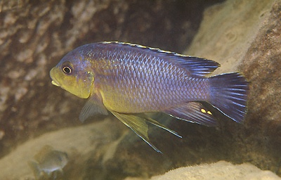 Petrotilapia sp. 'fuscous' Maleri Island
